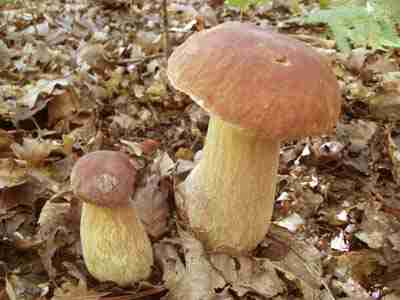  Image name: 22 Porcino.jpg 
 width: 400 pixel 
 height: 300 pixel 
 Size: 12375 bytes 
 Click to enlarge 